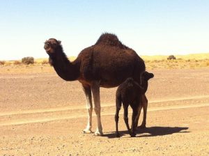 Desert child of Morocco